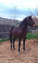 Puledro Sanfratellano