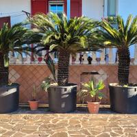Cycas palme washingtonia e semi di Trachycarpus