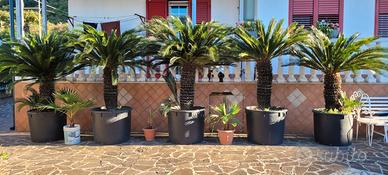 Cycas palme washingtonia e semi di Trachycarpus