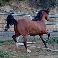 Cavallo Arabo