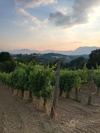 Vigneto uva Fiano di Avellino DOCG