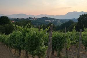 Vigneto uva Fiano di Avellino DOCG