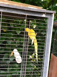 Parrocchetto maschio giallo adulto