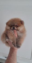 Spitz pomerania toy