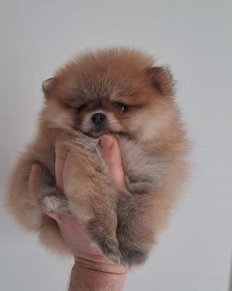 Spitz pomerania toy