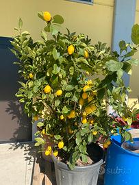 Piante di limoni