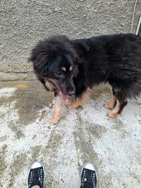 Cucciola mix leonberger/australiano