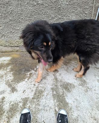Cucciola mix leonberger/australiano