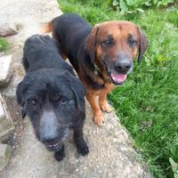 Tre teneri cani meticci di 7 anni