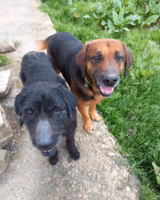 Tre teneri cani meticci di 7 anni