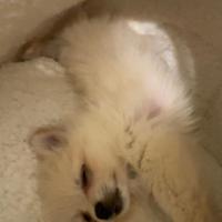 Ultima cucciola di Pomerania