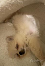Ultima cucciola di Pomerania