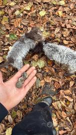 Lagotto da tartufi