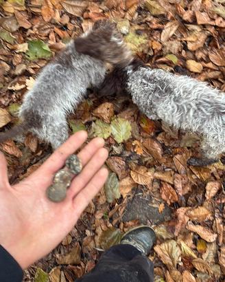 Lagotto da tartufi