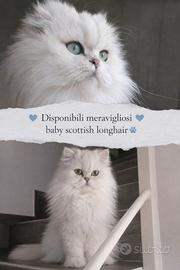 Scottish fold longhair