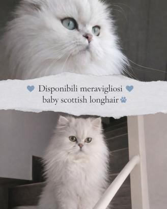Scottish fold longhair