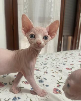 Cuccioli Sphynx