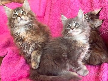 Maine Coon femmini (prenotazione)
