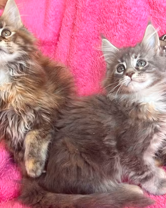 Maine Coon femmini (prenotazione)