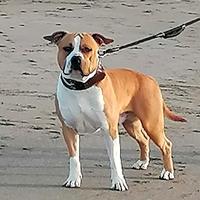 Amstaff per monte