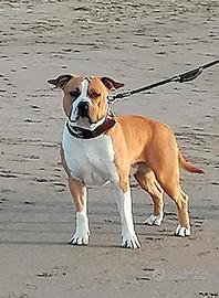 Amstaff per monte