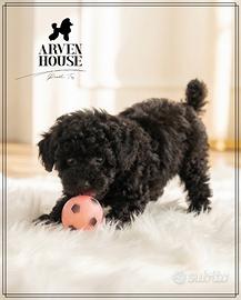 Barboncino piccolo allevamento professionale E