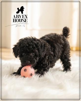 Barboncino piccolo allevamento professionale E