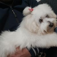 Vendi vellisimo malltesi di 1ano 3533953798