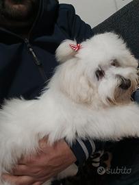 Vendi vellisimo malltesi di 1ano 3533953798