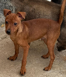 Pinscher taglia nana