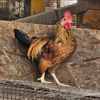 Galli ciuffati e francesini