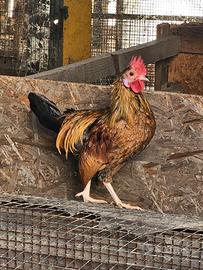 Galli ciuffati e francesini