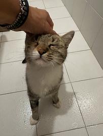 Micia di 1 anno sterilizzata fiv felv negativa