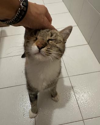 Micia di 1 anno sterilizzata fiv felv negativa