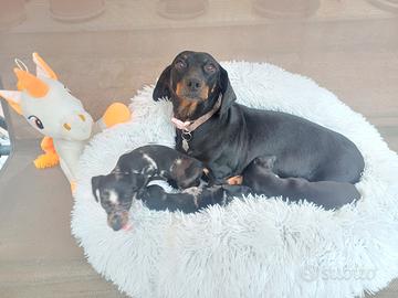 Bassotti kaninchen/nano piccoli