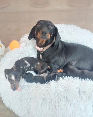 Bassotti kaninchen/nano piccoli