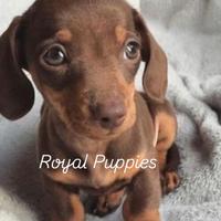 Bassotti chocolate Kaninchen maschio e femmina