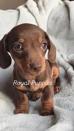 Bassotti chocolate Kaninchen maschio e femmina