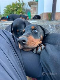 Dobermann Selezionati