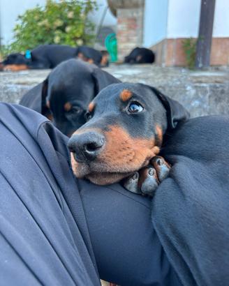 Dobermann Selezionati