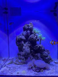 AQPET Kubic Reef Box 40 – acquario marino completo