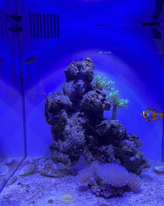 AQPET Kubic Reef Box 40 – acquario marino completo