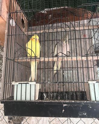 Animali