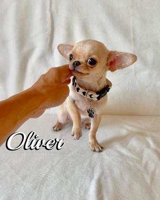 Chihuahua maschio con pedigree enci