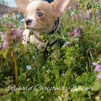 Chihuahua maschio pelo corto