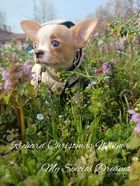 Chihuahua maschio pelo corto