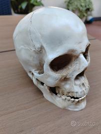 cranio in resina