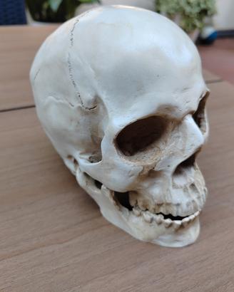 cranio in resina