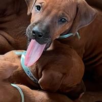 Cuccioli di Rhodesian Ridgeback