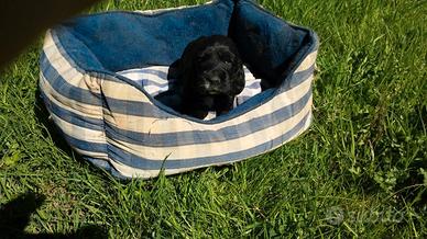 Adorabili cucciolini Cocker Spaniel